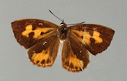 Male